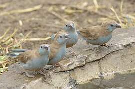 Red-cheeked Cordon-bleu