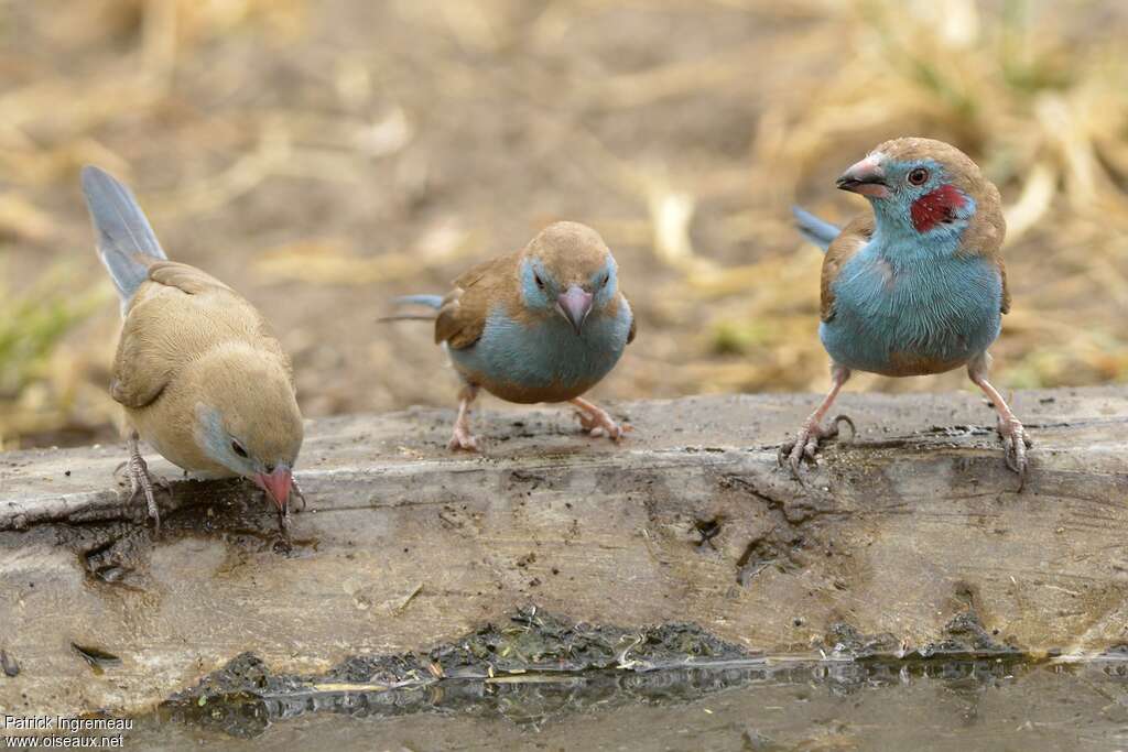 Red-cheeked Cordon-bleu female juvenile, identification, drinks