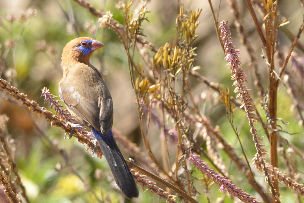 Purple Grenadier male adult