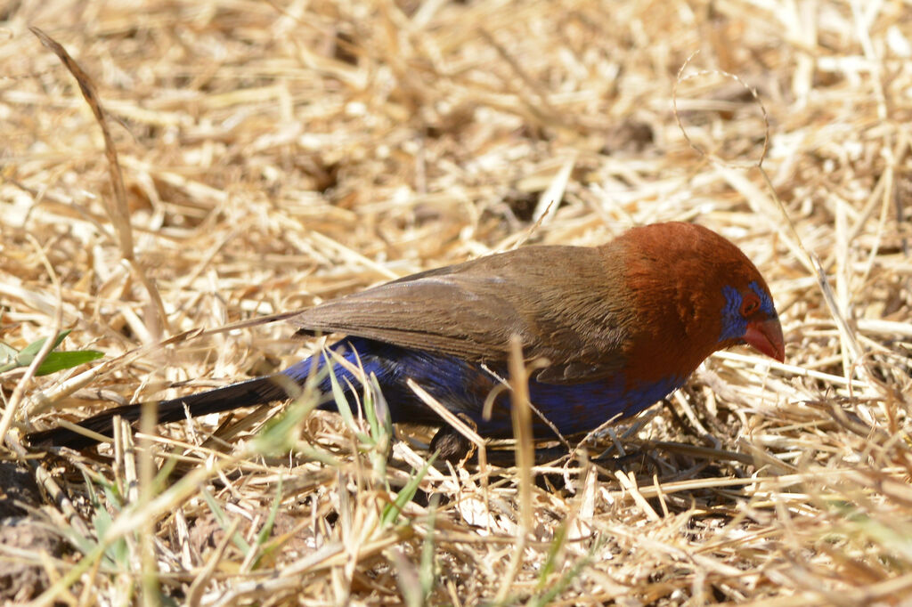 Cordonbleu violacé mâle adulte