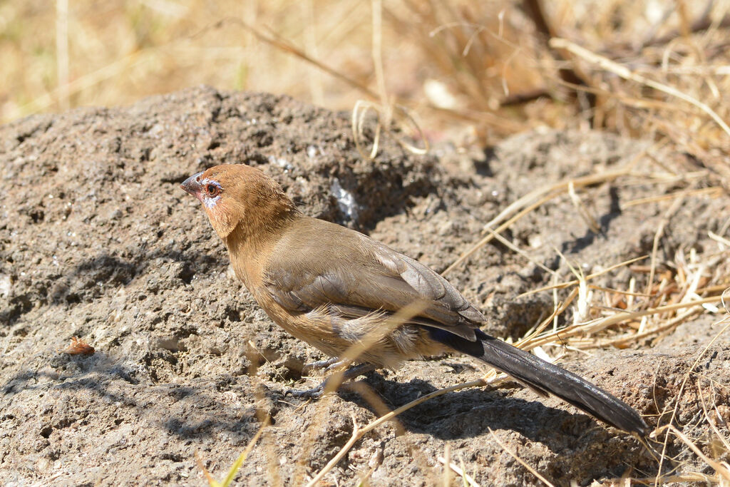 Purple Grenadier female adult