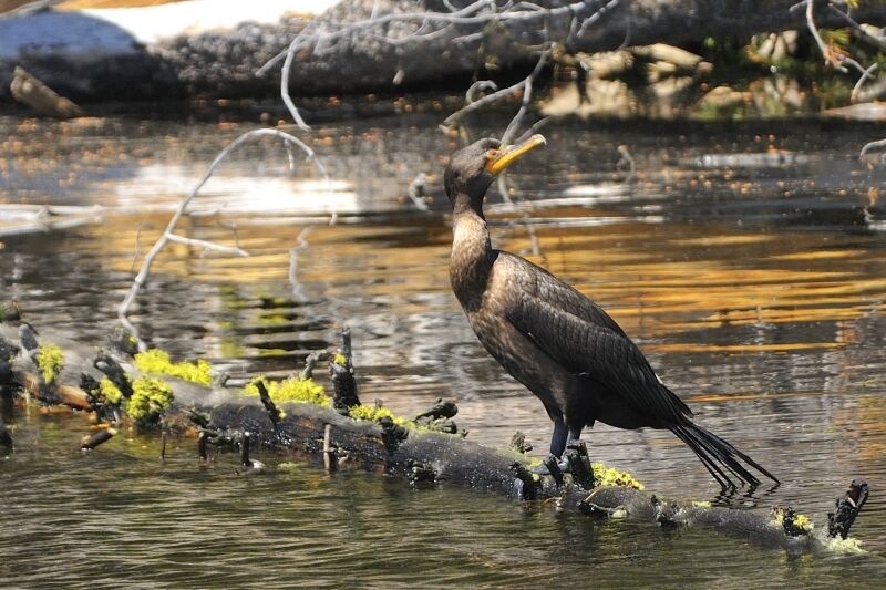 Double-crested Cormorantadult