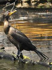 Cormoran à aigrettes