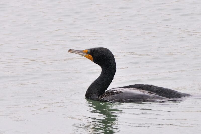 Cormoran à aigrettesadulte