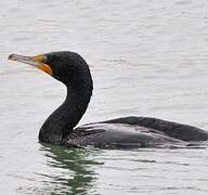 Cormoran à aigrettes