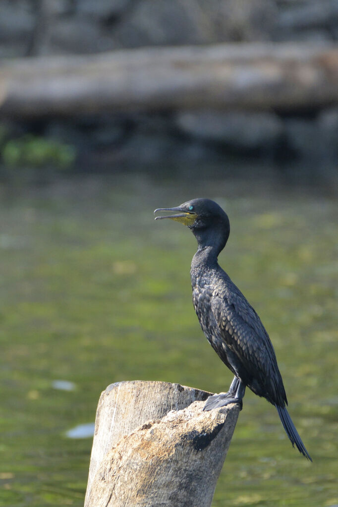 Cormoran à cou brunadulte nuptial