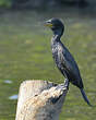 Cormoran à cou brun