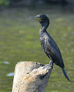 Indian Cormorant