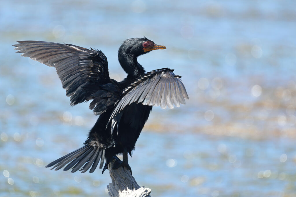 Cormoran africainadulte