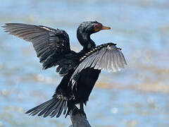 Reed Cormorant