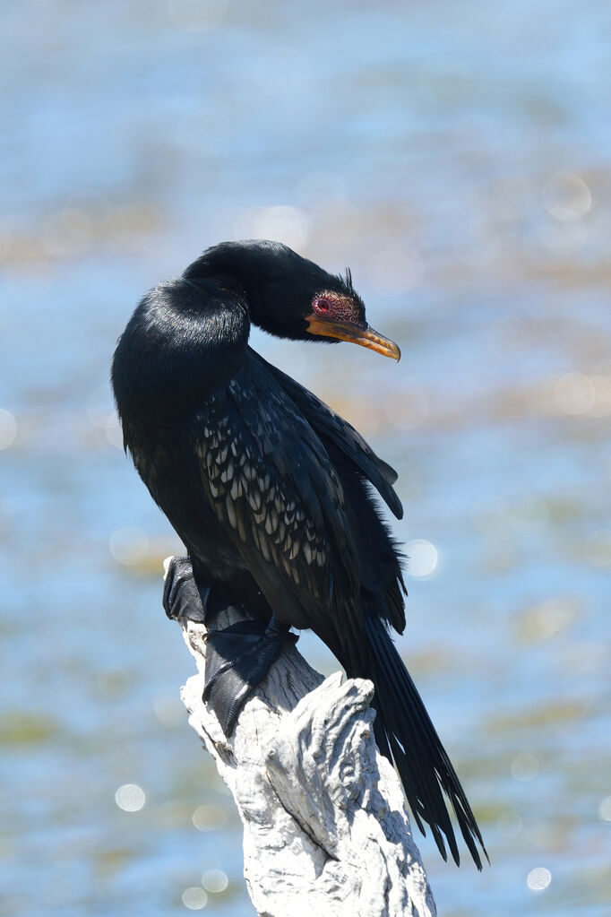 Cormoran africainadulte