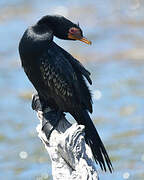 Reed Cormorant