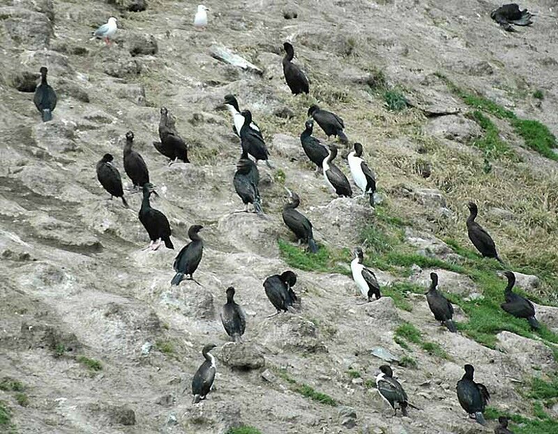 Otago Shag