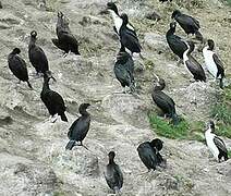 Otago Shag