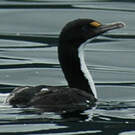 Cormoran caronculé