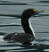 Cormoran caronculé