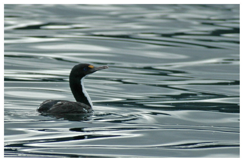 Cormoran caronculéadulte