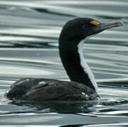 New Zealand King Shag