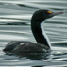 Cormoran caronculé