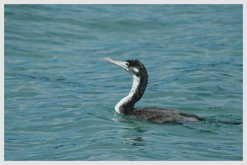 Cormoran caronculéjuvénile