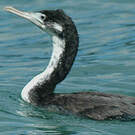 Cormoran caronculé