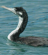 New Zealand King Shag