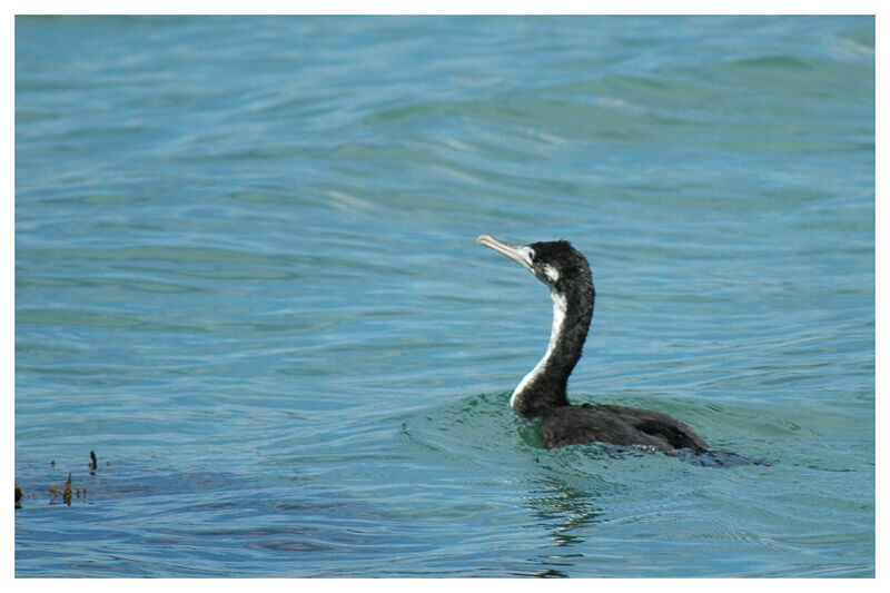 Cormoran caronculéjuvénile