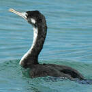 Cormoran caronculé