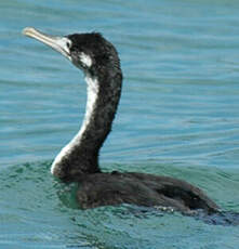 Cormoran caronculé