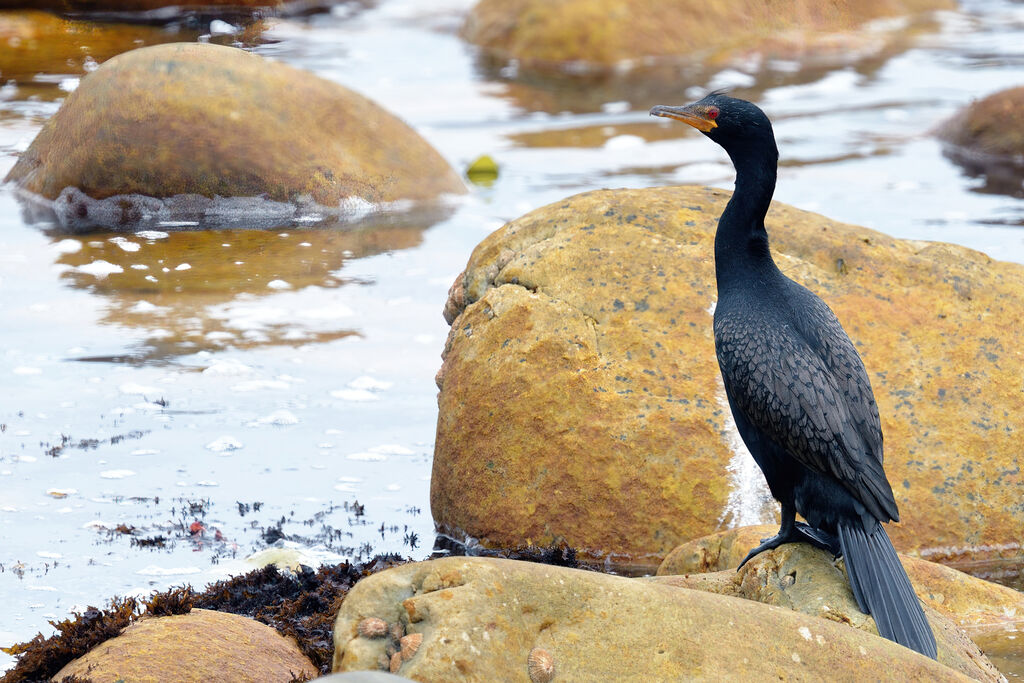 Cormoran couronnéadulte