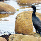 Cormoran couronné