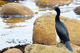 Crowned Cormorant