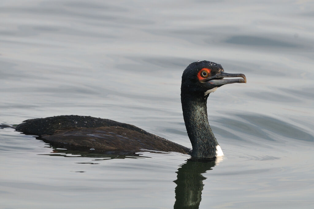 Guanay Cormorantadult, identification