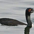 Cormoran de Bougainville