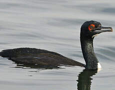 Guanay Cormorant