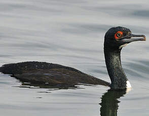 Cormoran de Bougainville