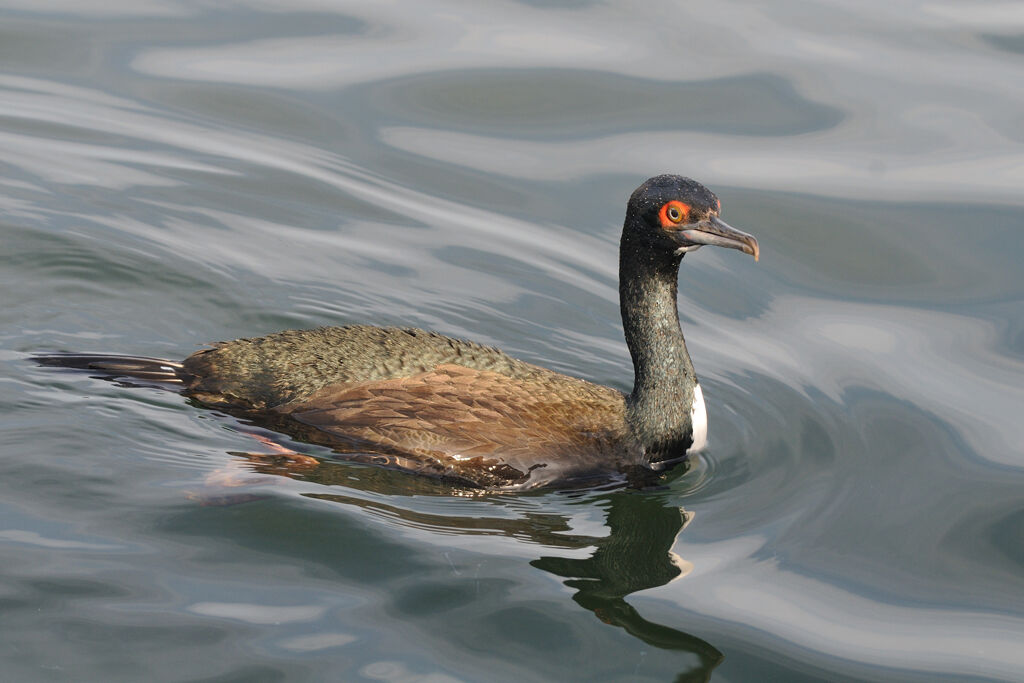 Guanay Cormorantadult, identification