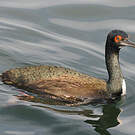 Cormoran de Bougainville