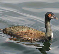 Guanay Cormorant