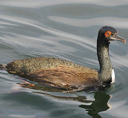 Cormoran de Bougainville