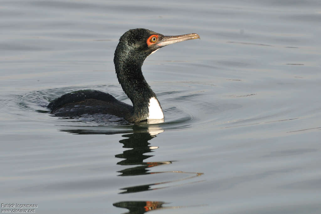 Guanay Cormorantadult, identification