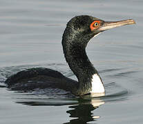 Guanay Cormorant