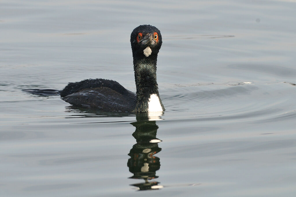 Guanay Cormorantadult, identification