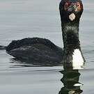 Cormoran de Bougainville