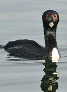 Guanay Cormorant