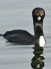 Cormoran de Bougainville