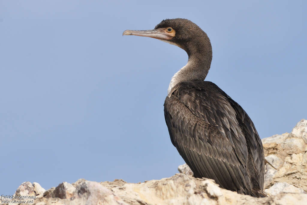 Cormoran de Bougainvilleimmature, identification