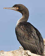 Guanay Cormorant