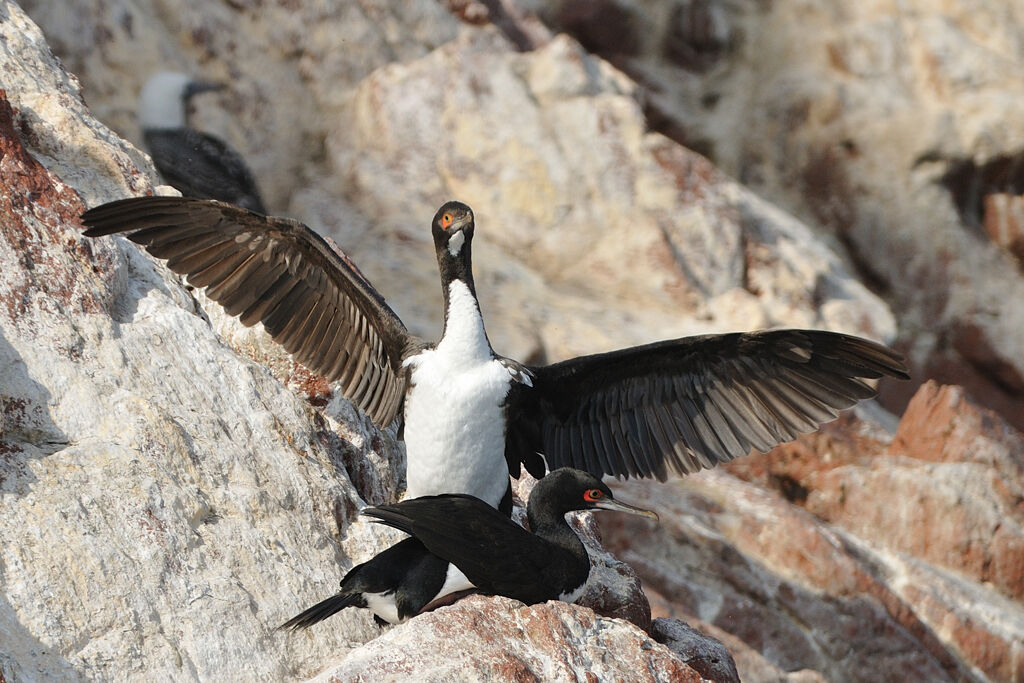 Guanay Cormorantadult, identification