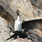 Cormoran de Bougainville
